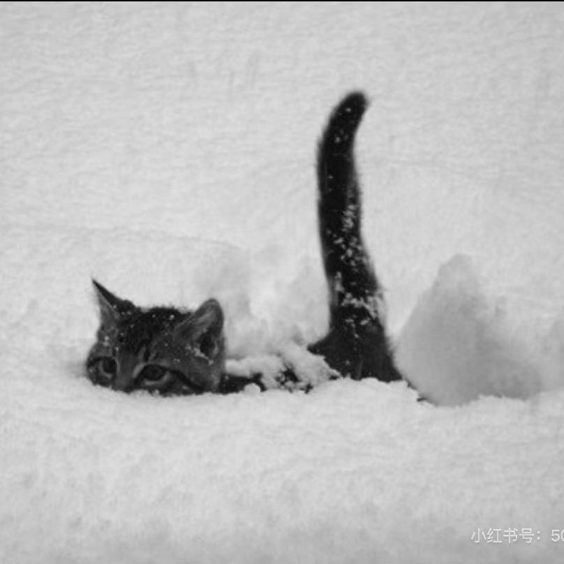 我叫菠萝吹雪