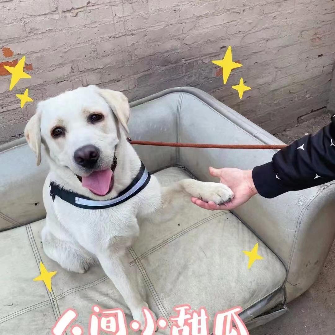 阿萌拍车