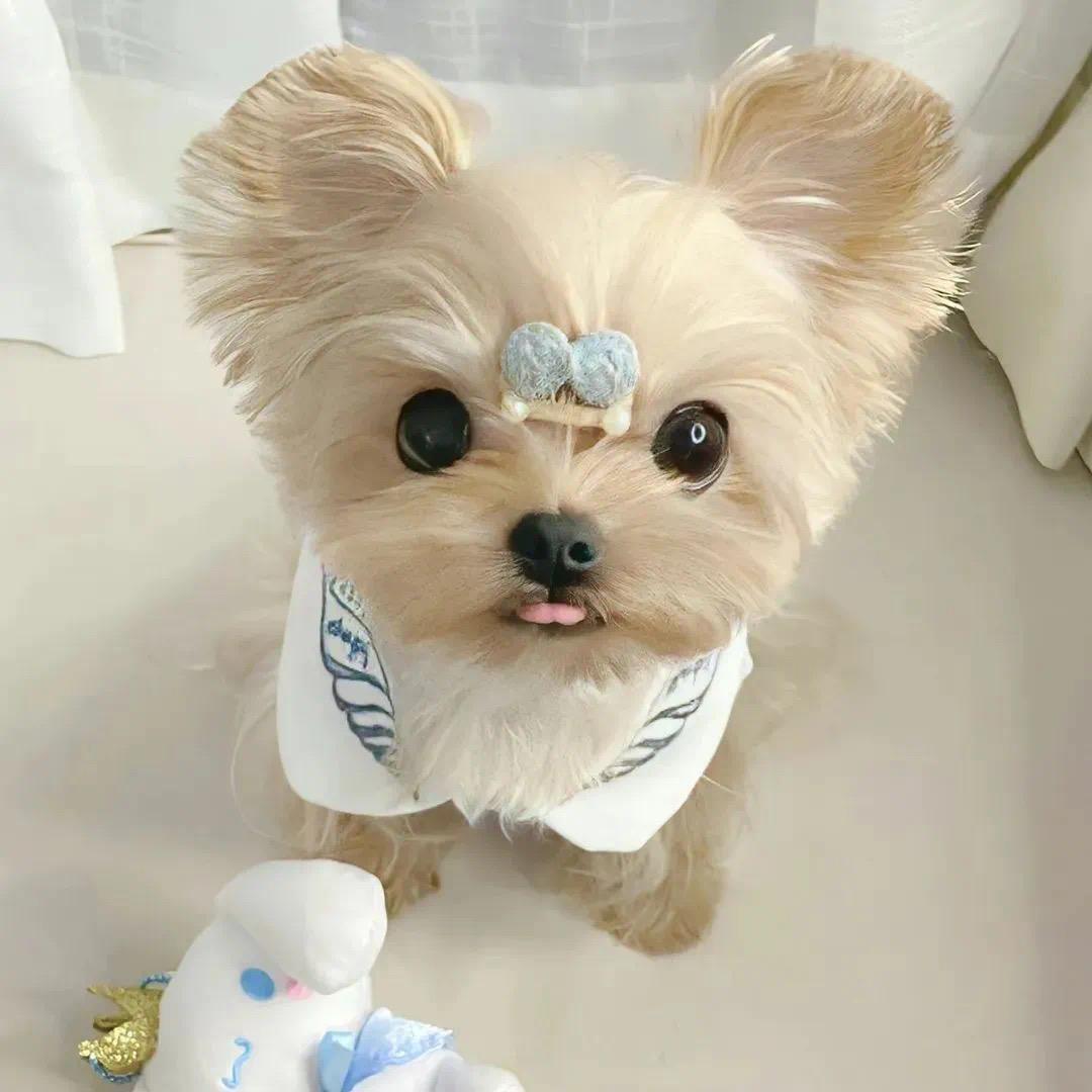 小芒果🥭