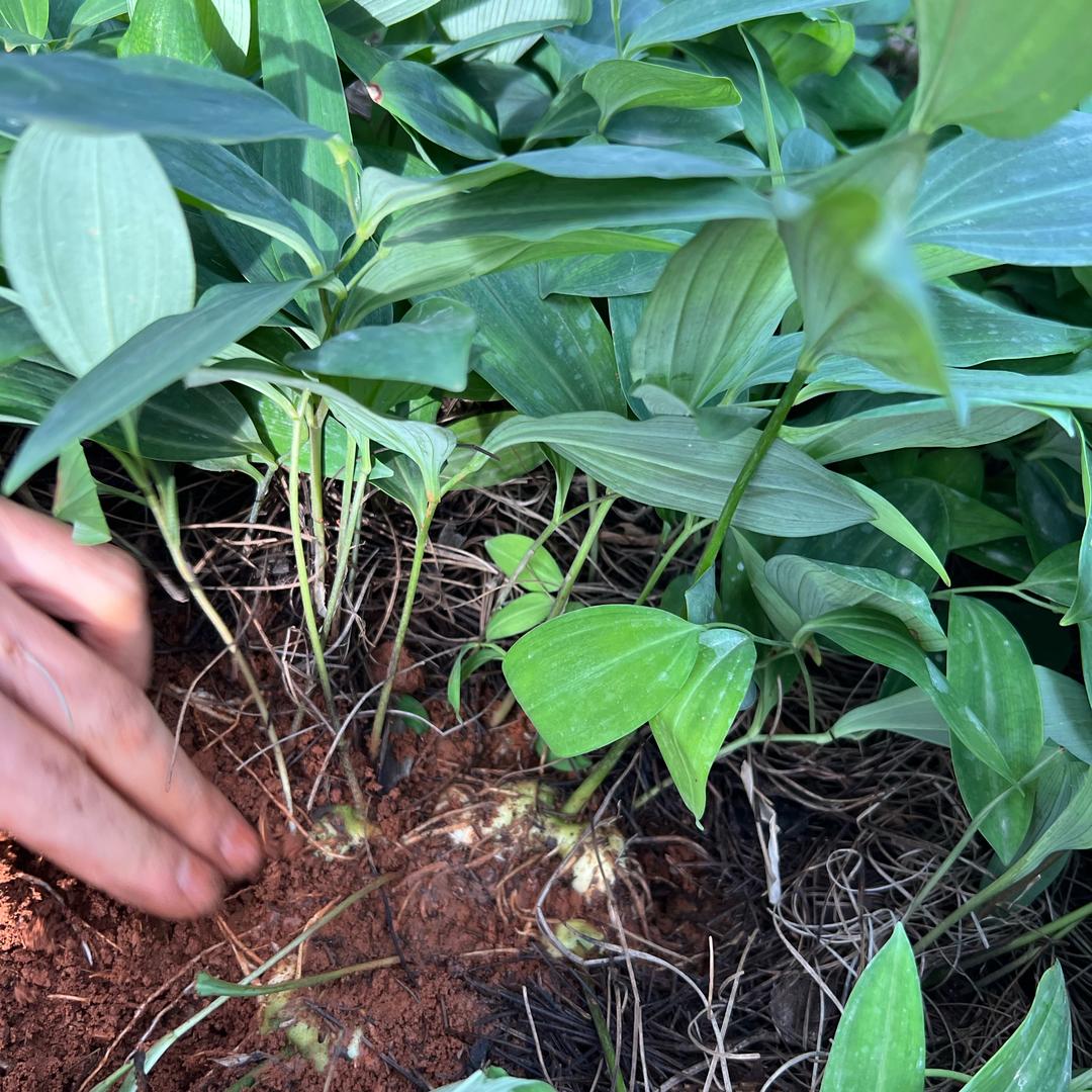 中药材黄精种植