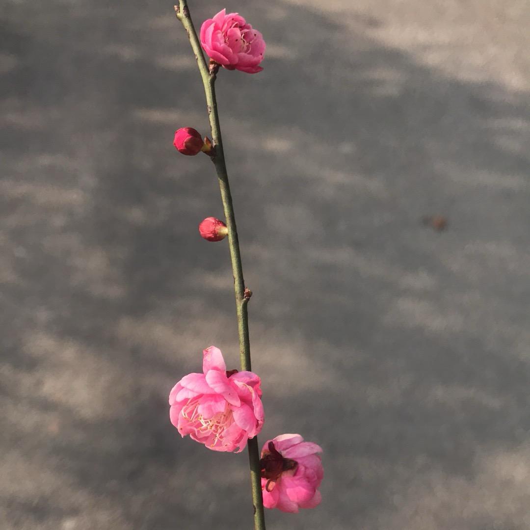 爱宝