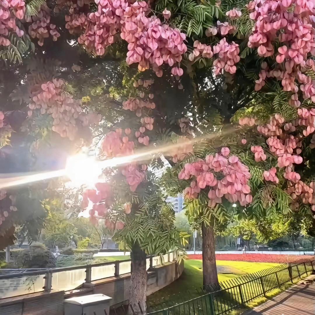 张菜菜