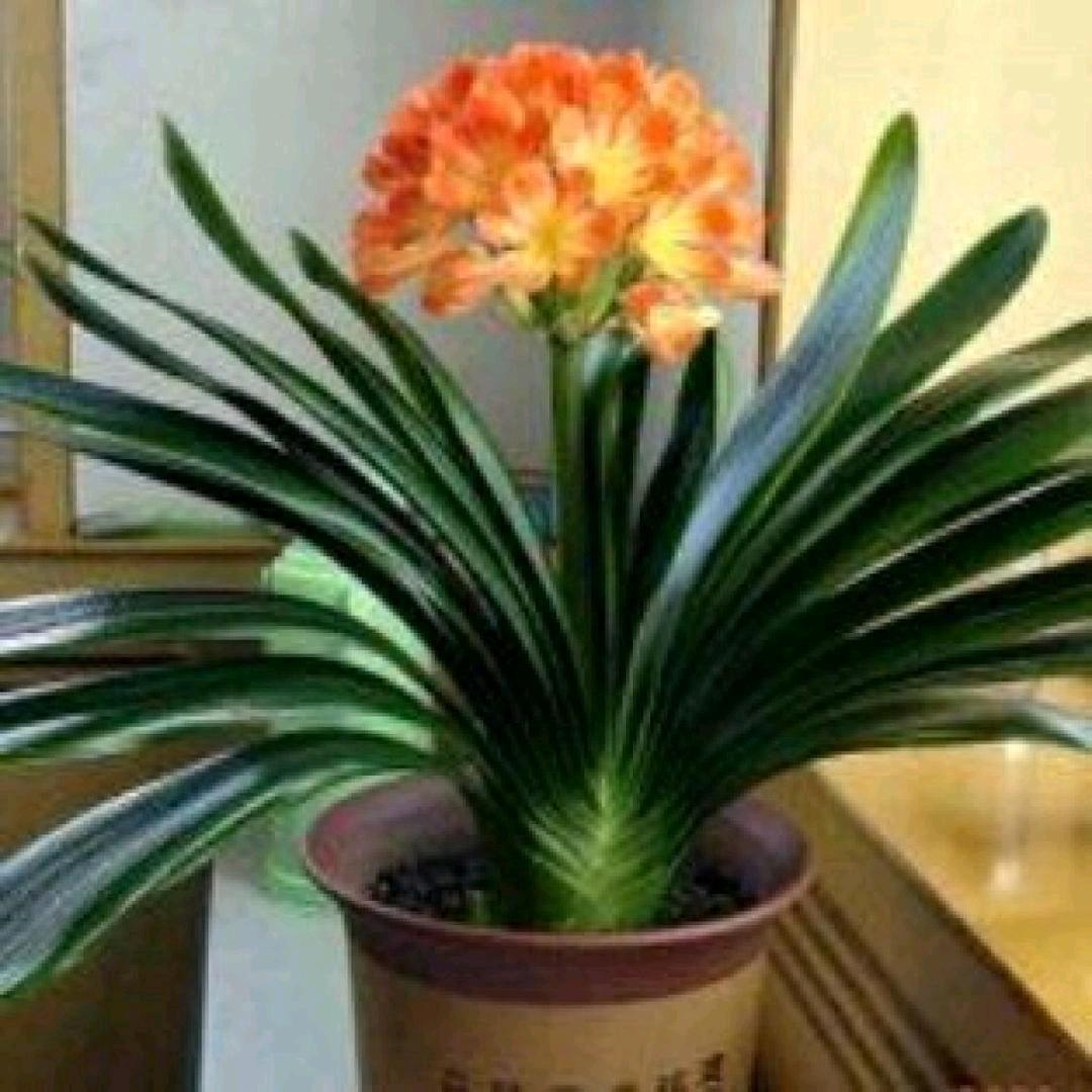 微微一笑很倾城