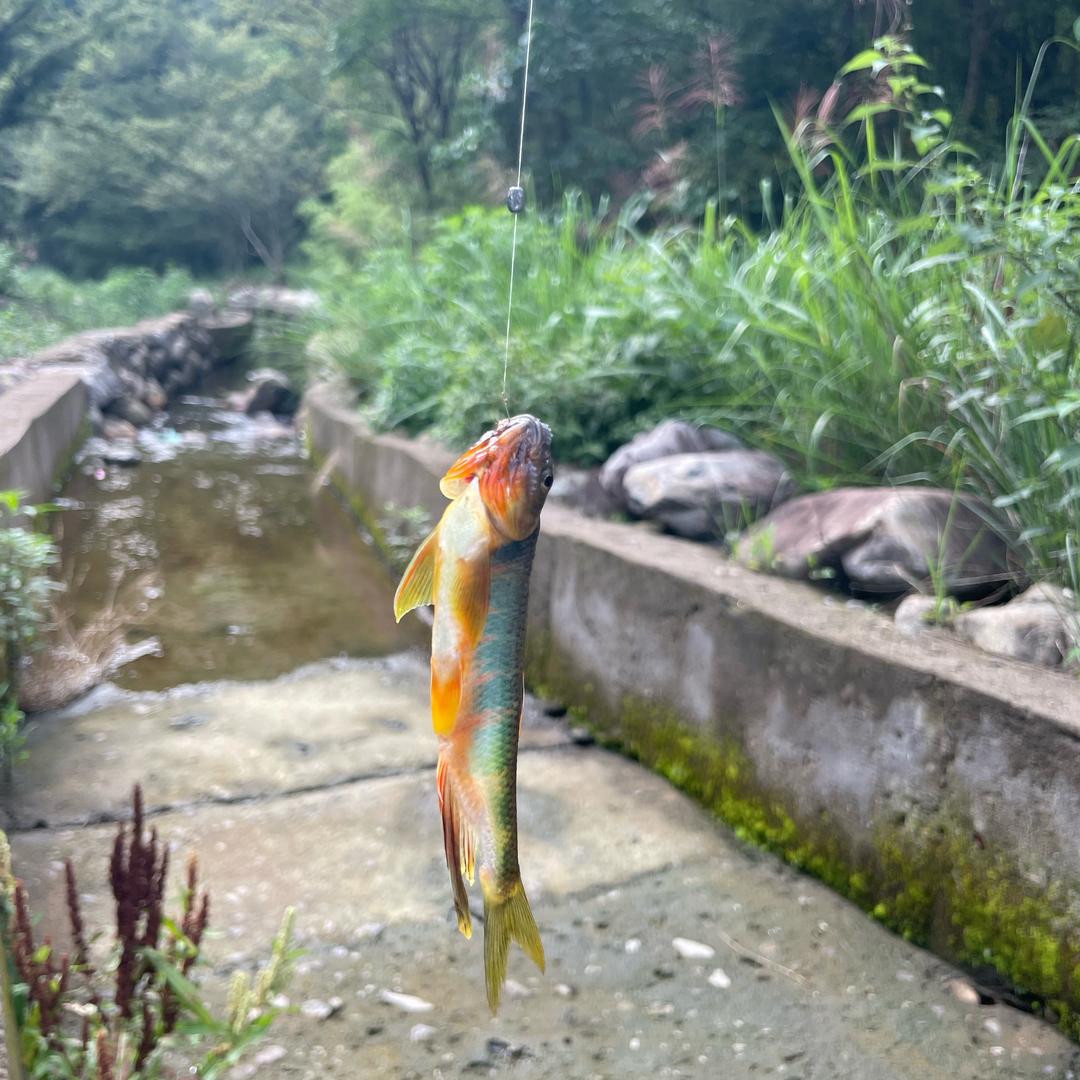 上山打鱼