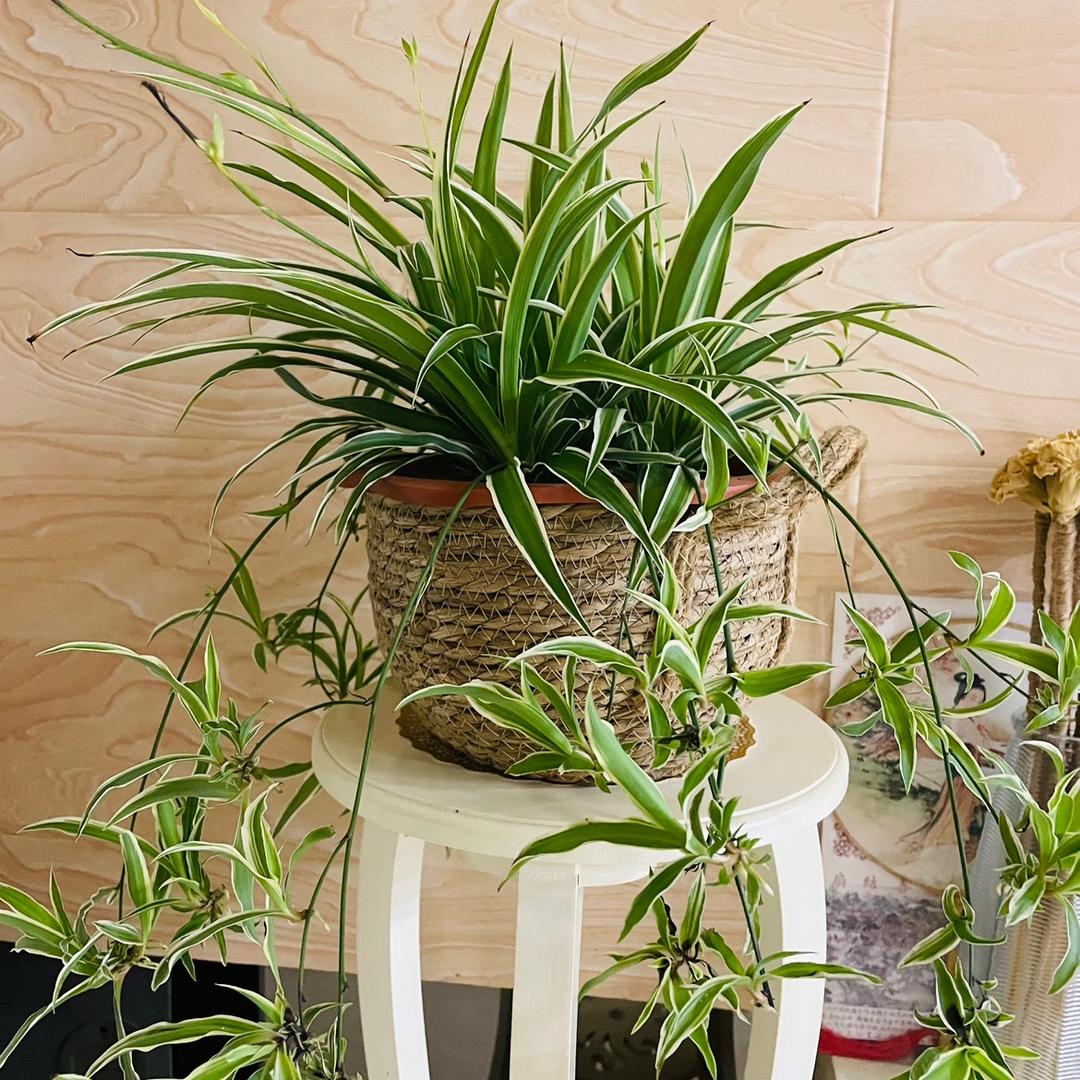 《大宝》1665141194 I’m g