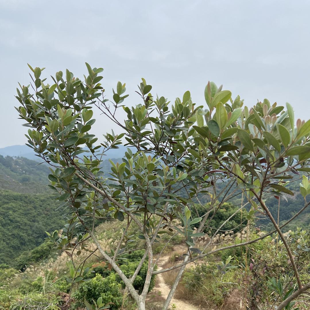 北流市古氏草本山货店（个体工商户）