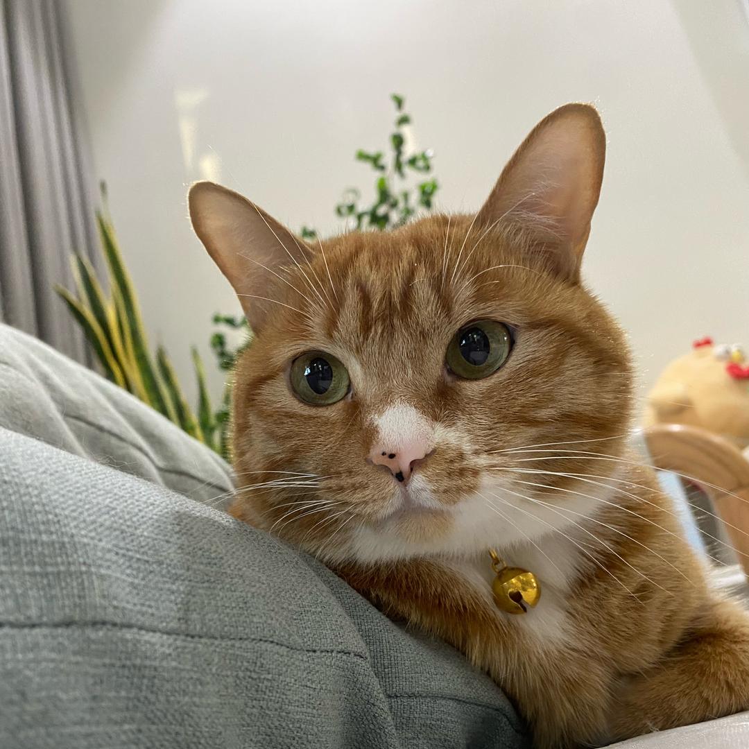 布丁是只橘猫