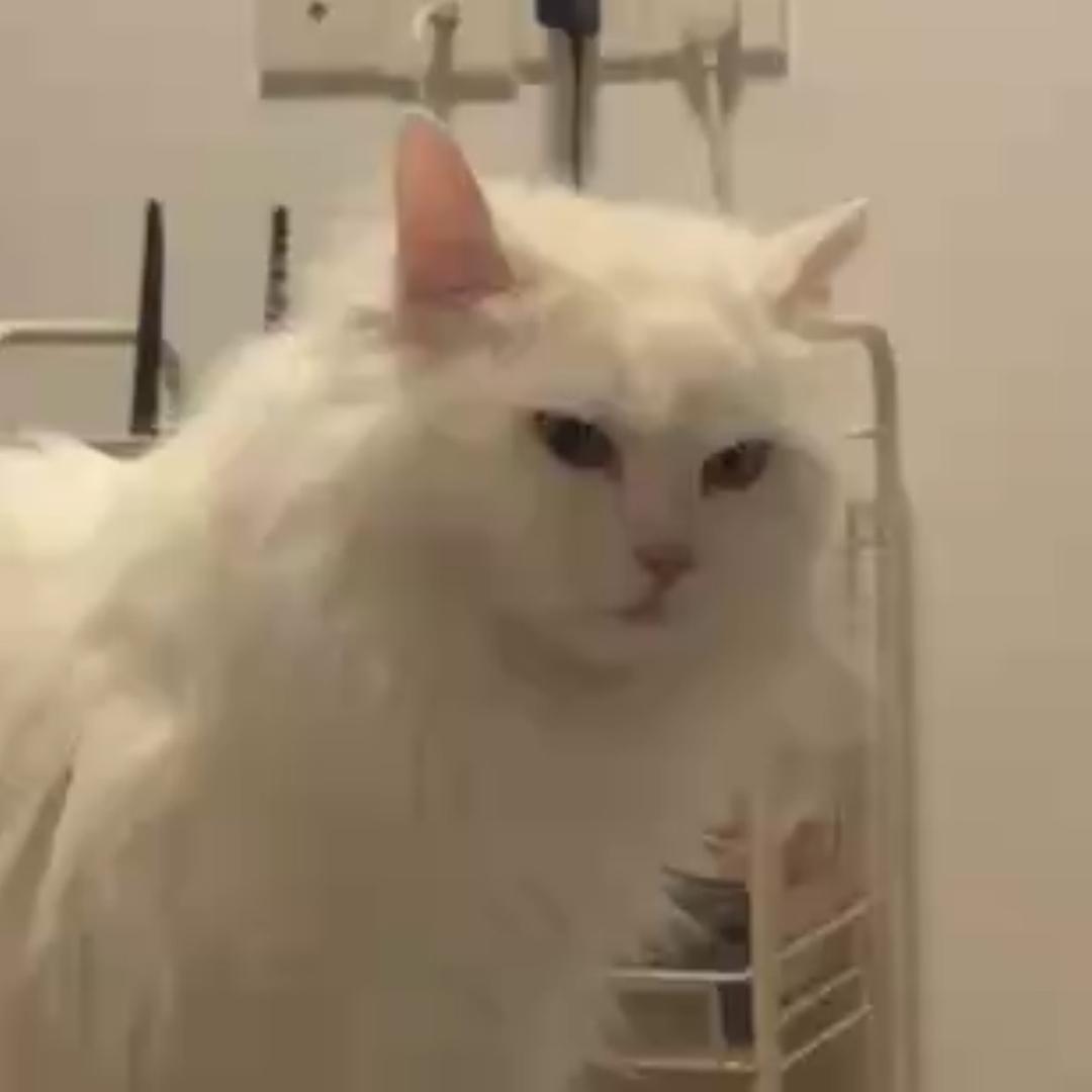 刘洋葱