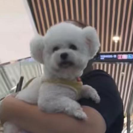 深港萌寵～精品比熊·马尔济斯