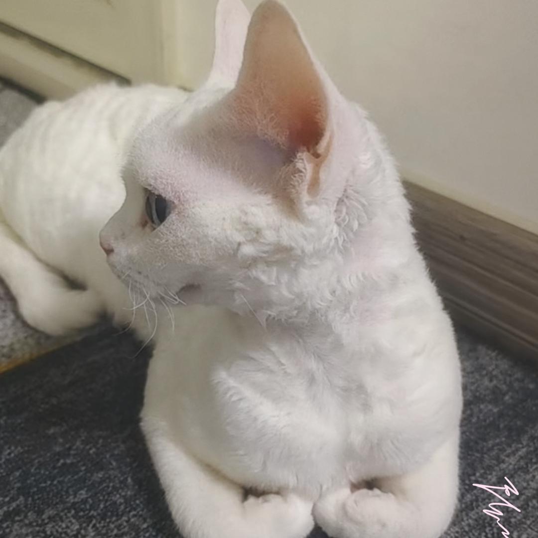 馒头是只猫