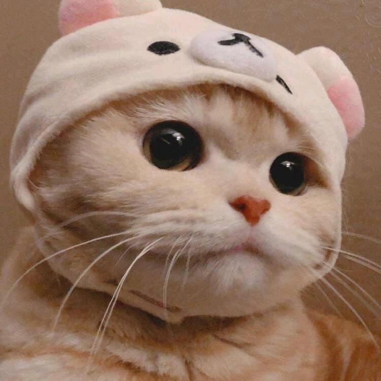 月亮🌙睡觉了