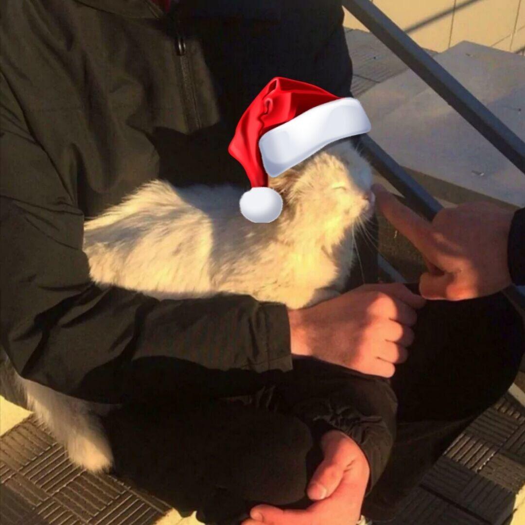 oVo