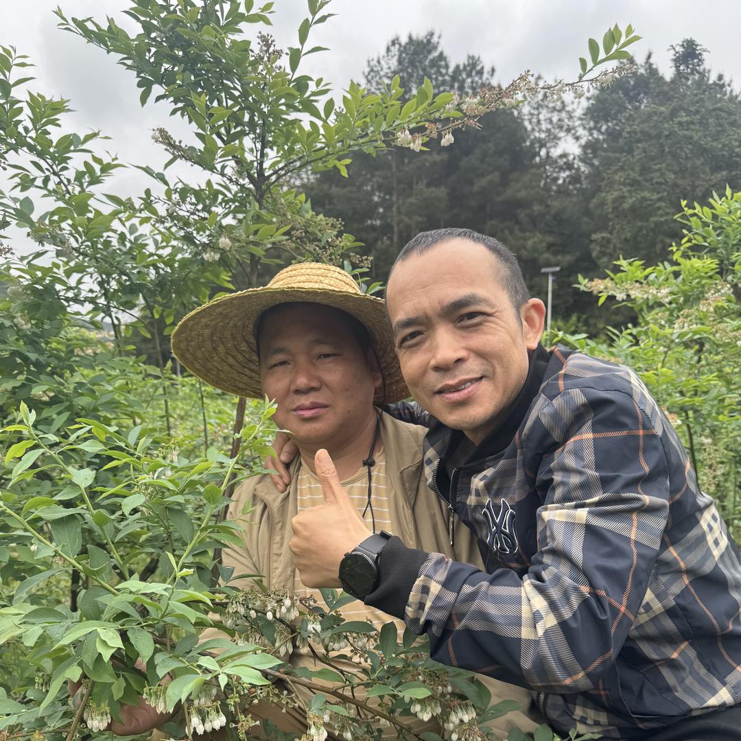 沁园春蓝莓苗木基地