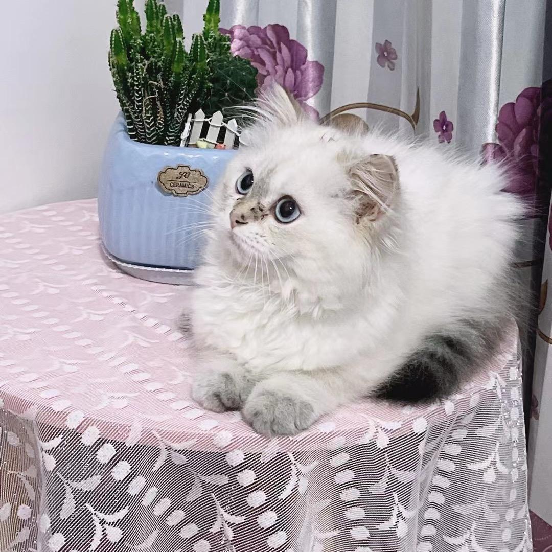 A安安