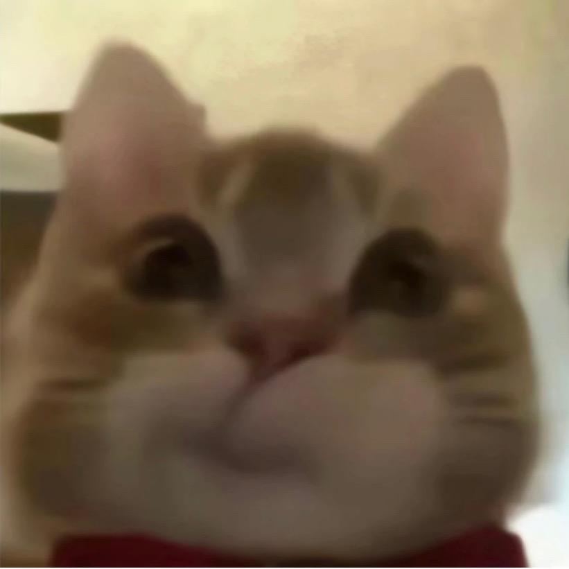 皮皮猪耶