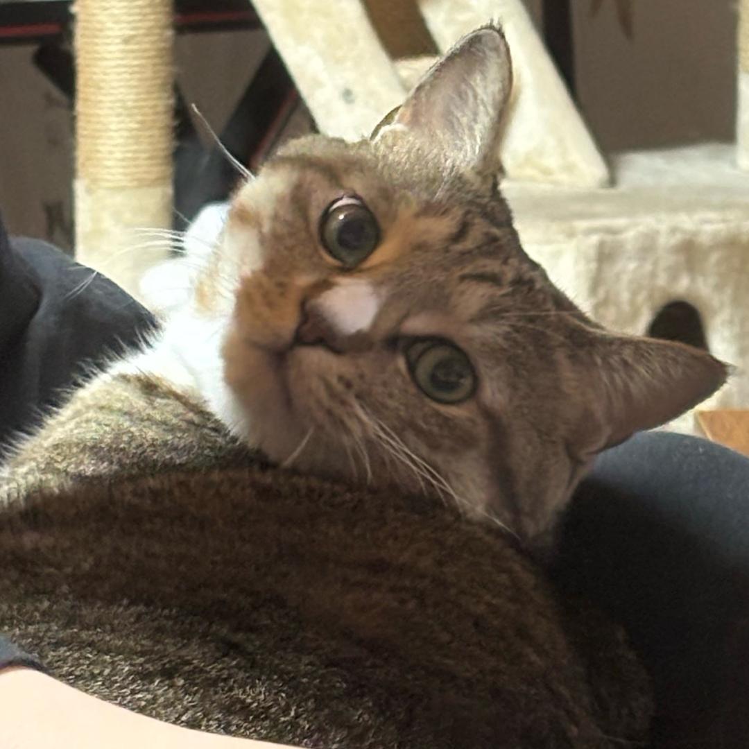 魔法狸花猫