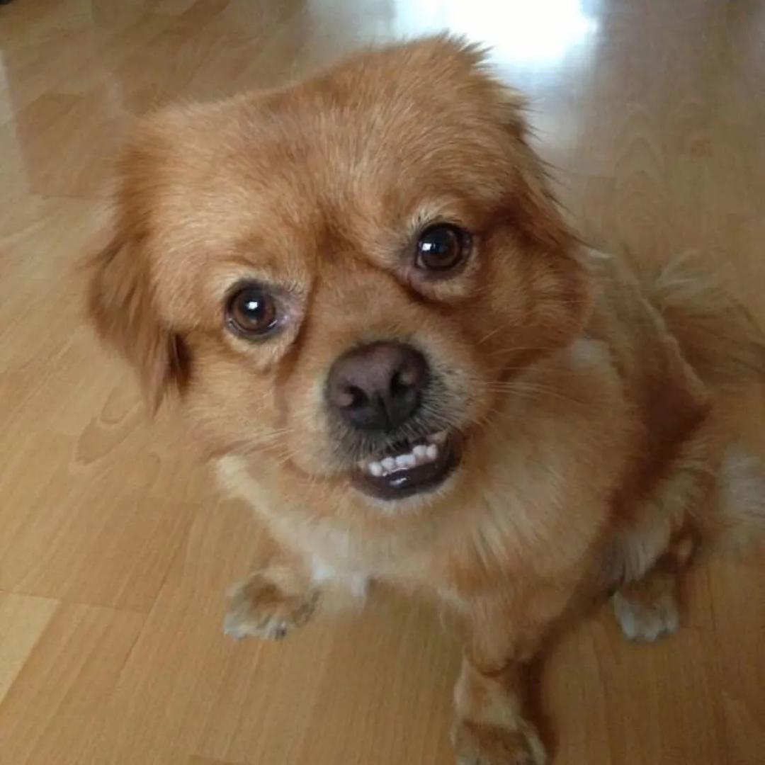 黑豹