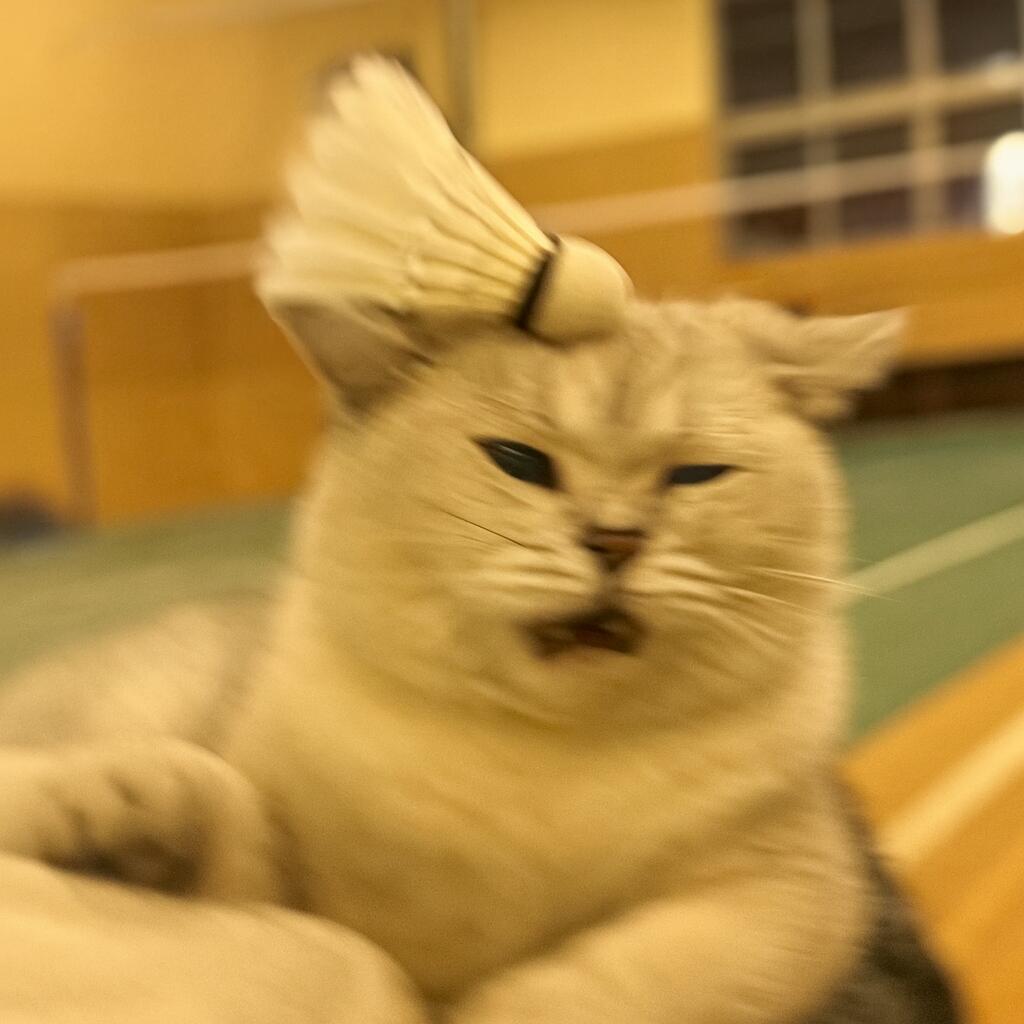 布小鱼