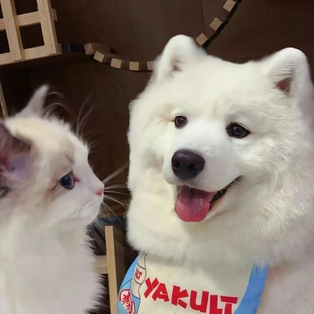 A王老板(福利主播)
