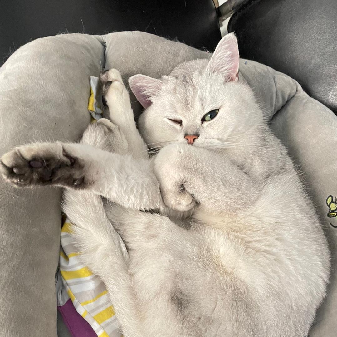 希尔巴贡（可爱型）