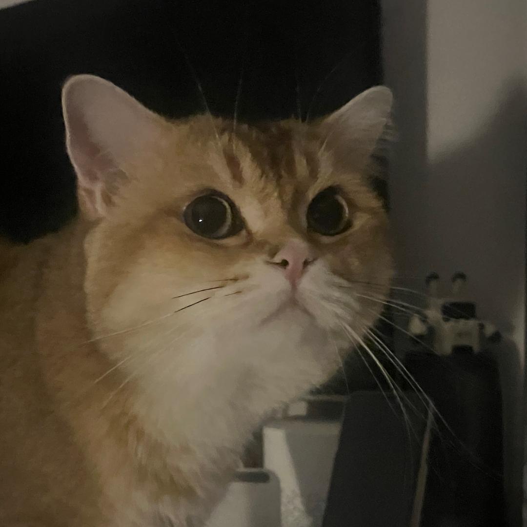 麻薯是只猫^_^