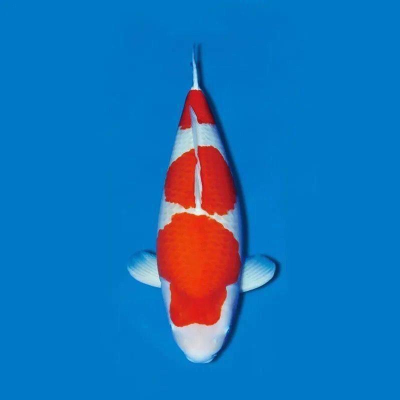 沭阳鱼得水锦鲤