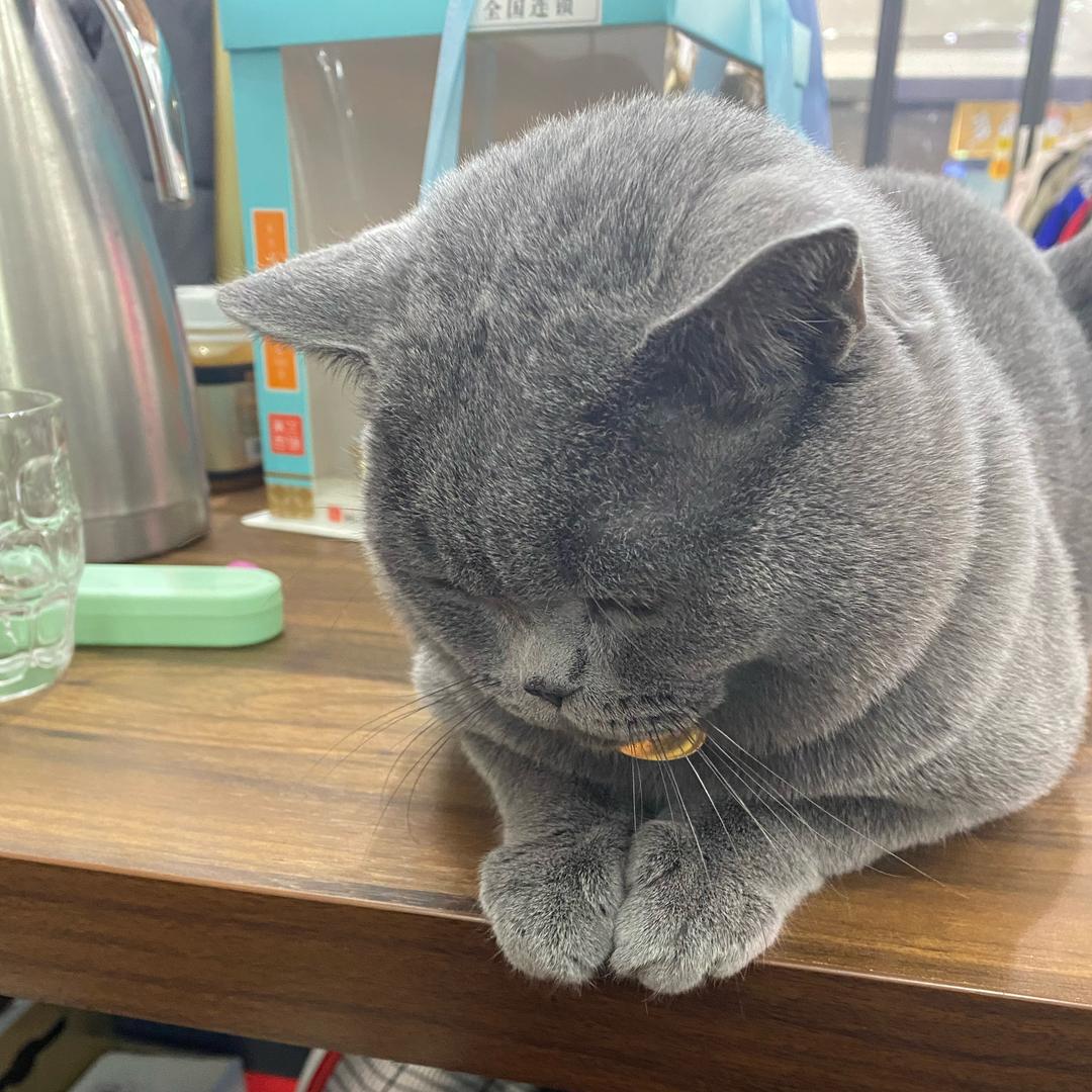 蒙珞琪家的喵