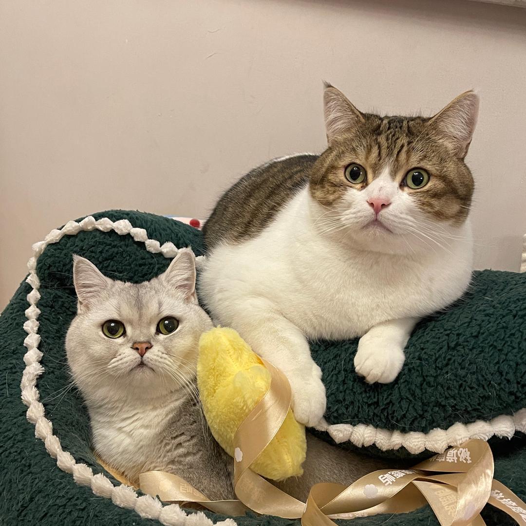 是可爱的两只🐷咪ya~