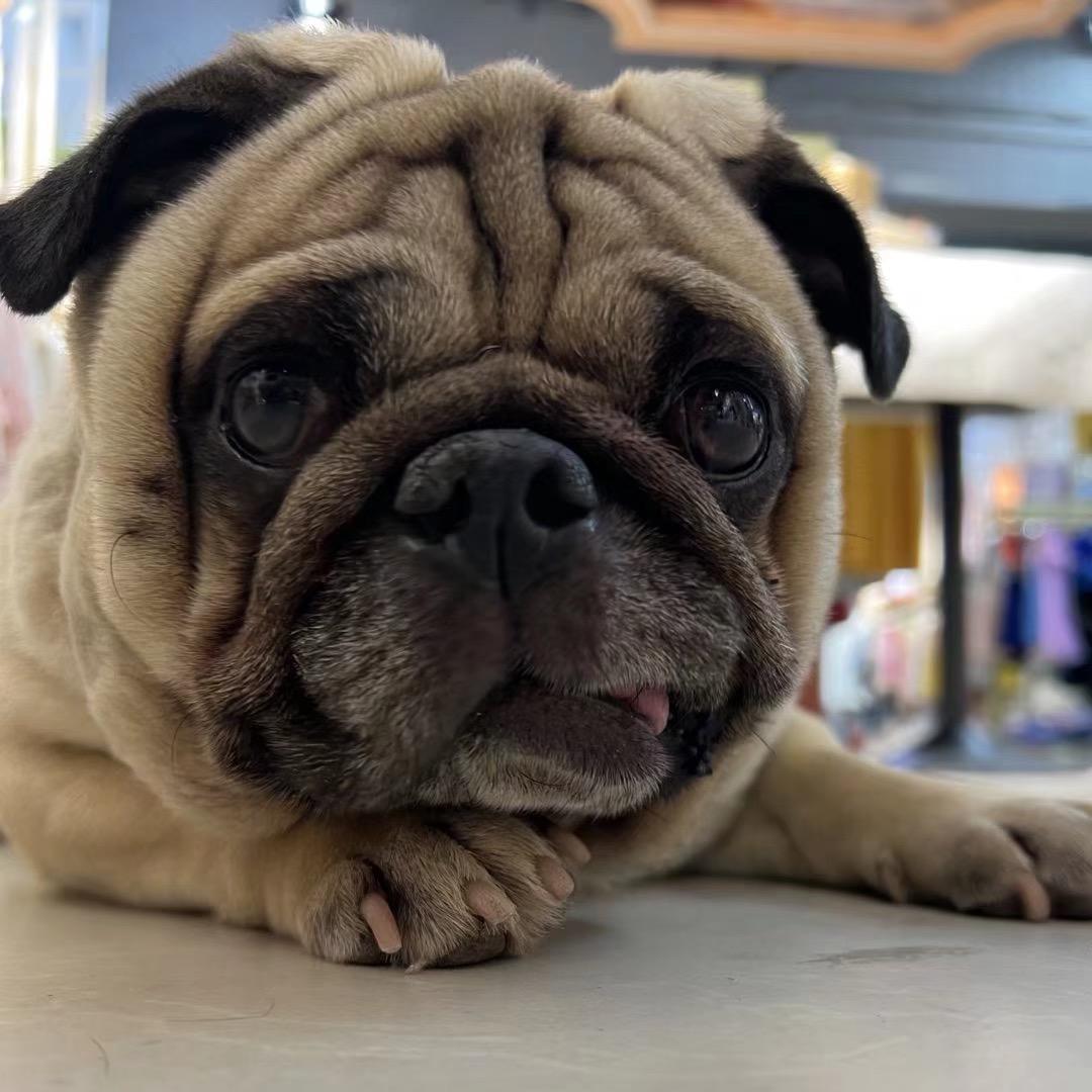 鹿邑🐶三大傻