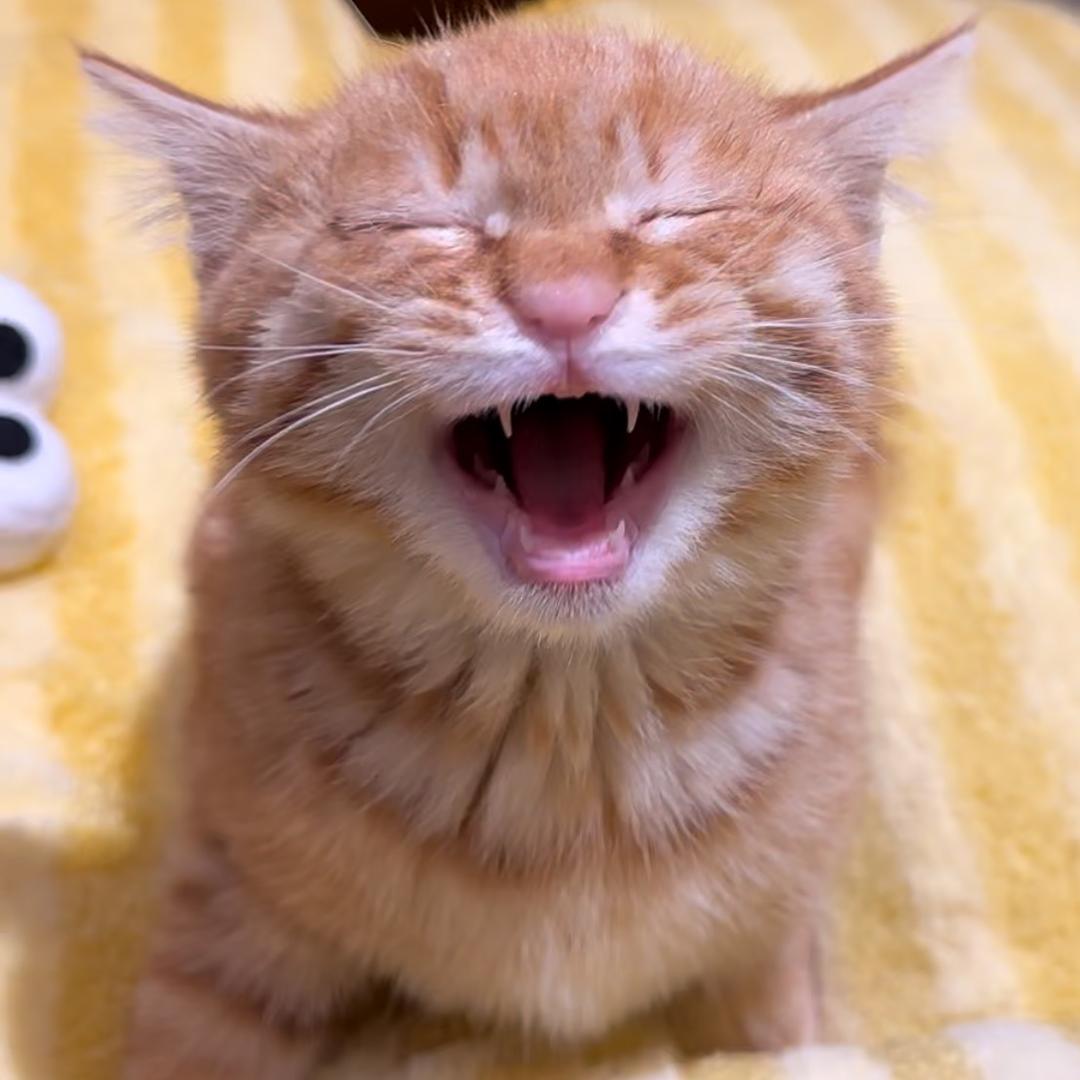 福宝是只橘子味🍊的猫🐈