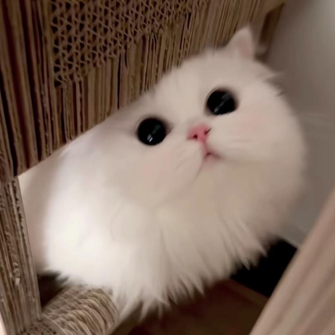 𝒄𝒂𝒌𝒆