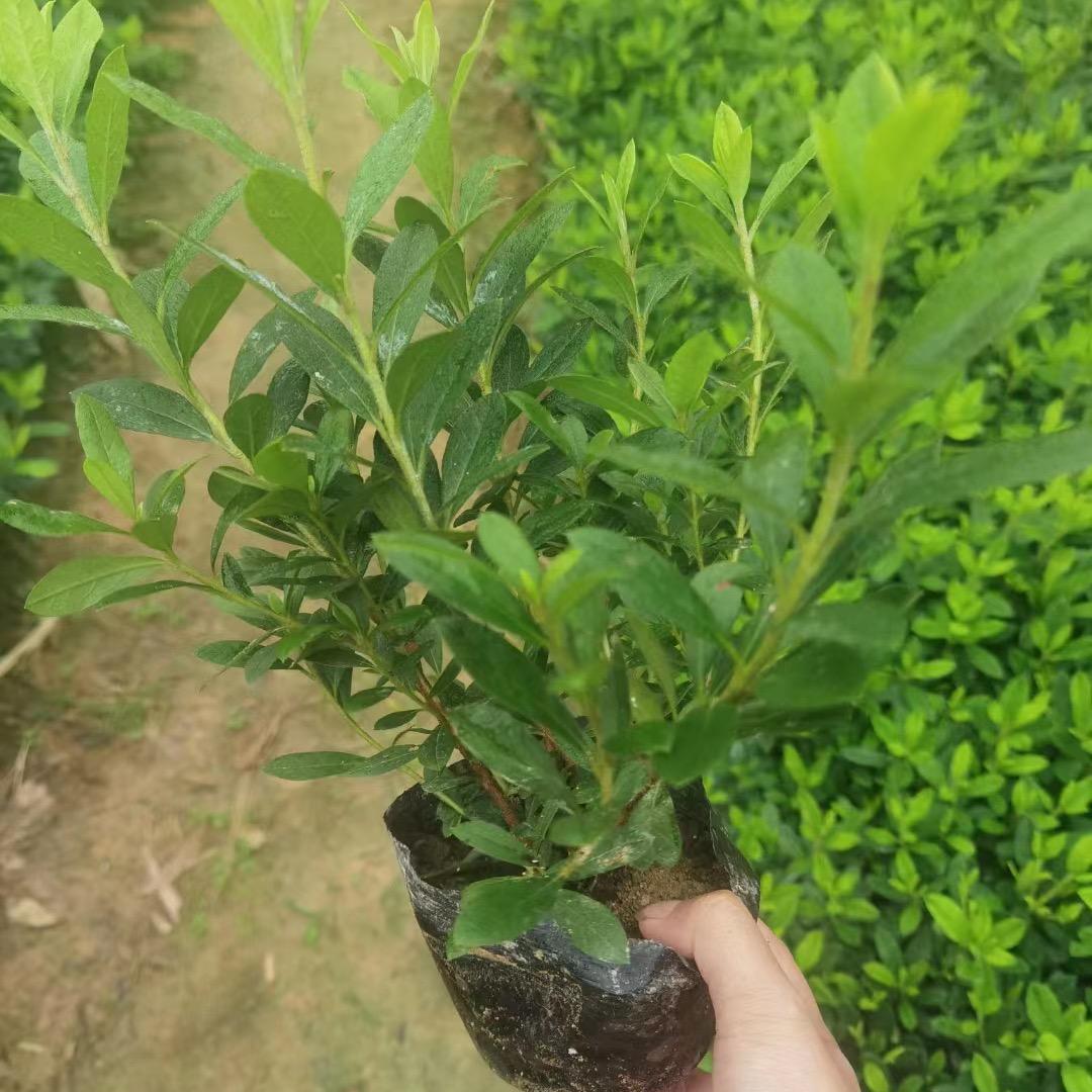 美薇苗木