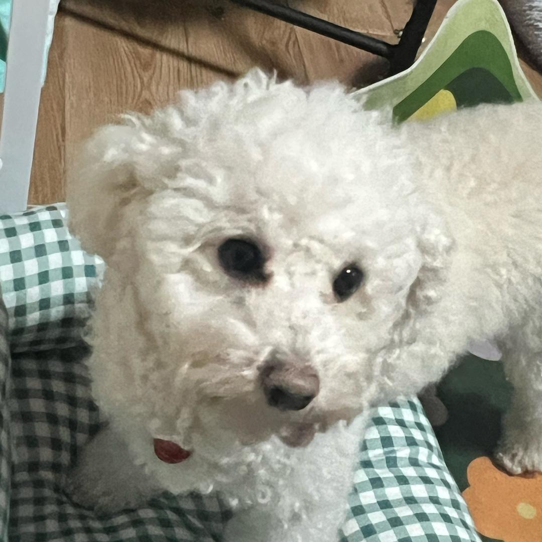 怂怂的小汉堡🍔