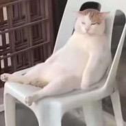 爱吃芝士汉堡的猫