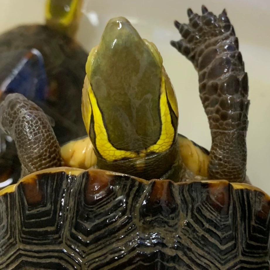 东莞黄缘龟（收退坑🐢）