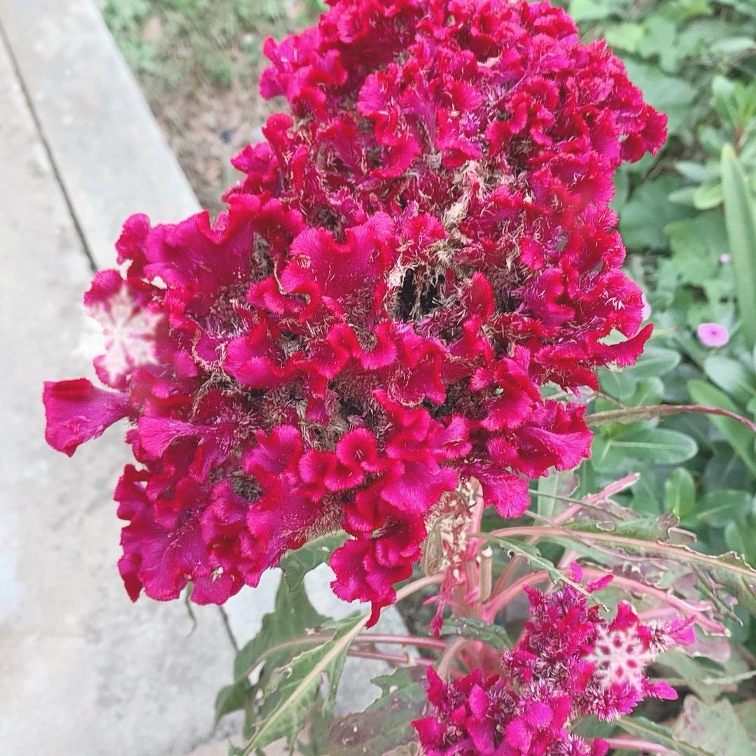 随风摇摆