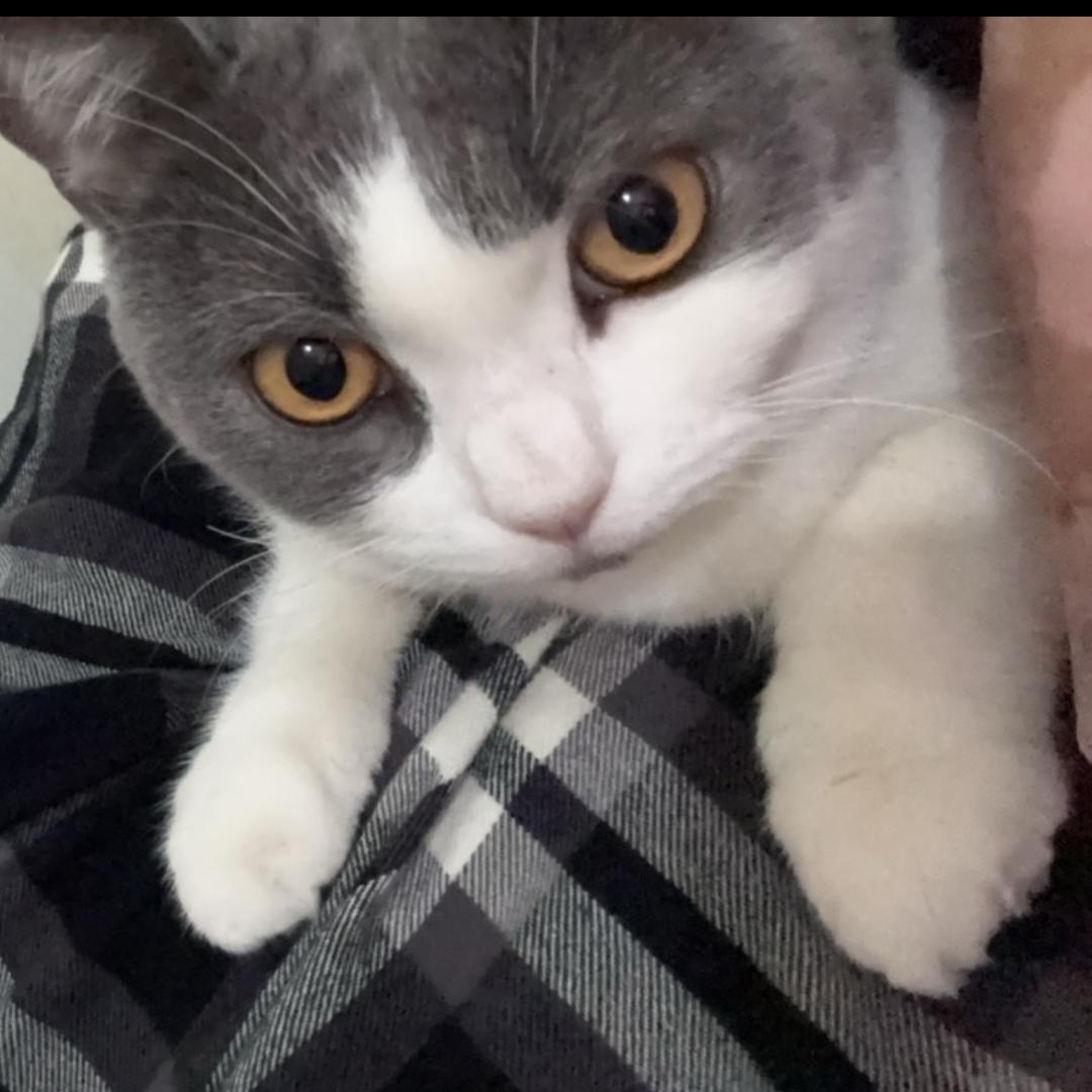 糖豆and肉包～豆包组合🐱