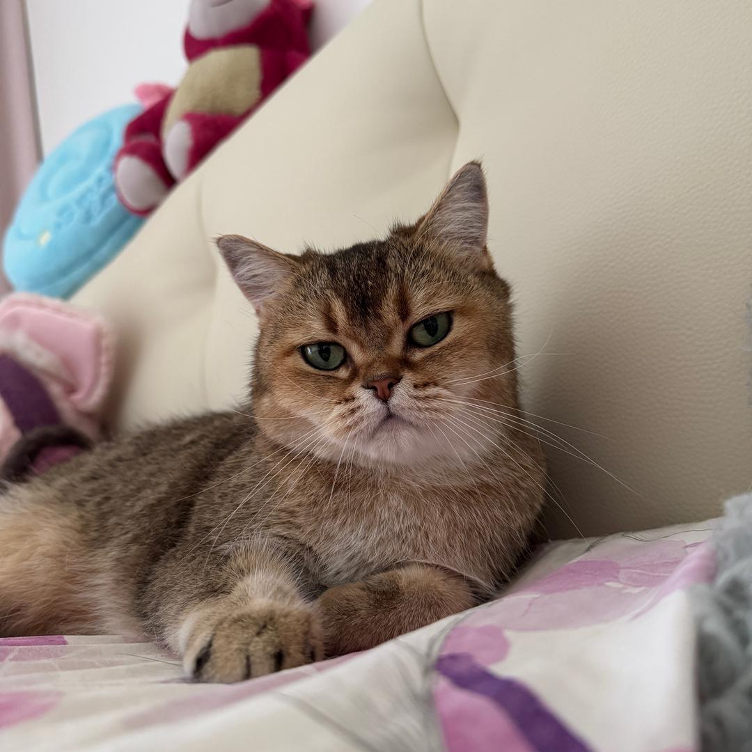 汤小圆🐈