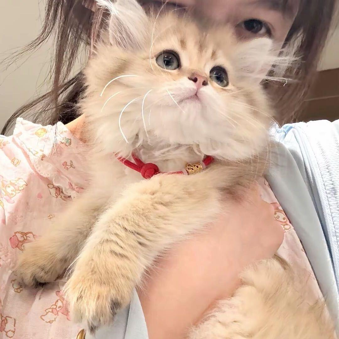 张依霖.