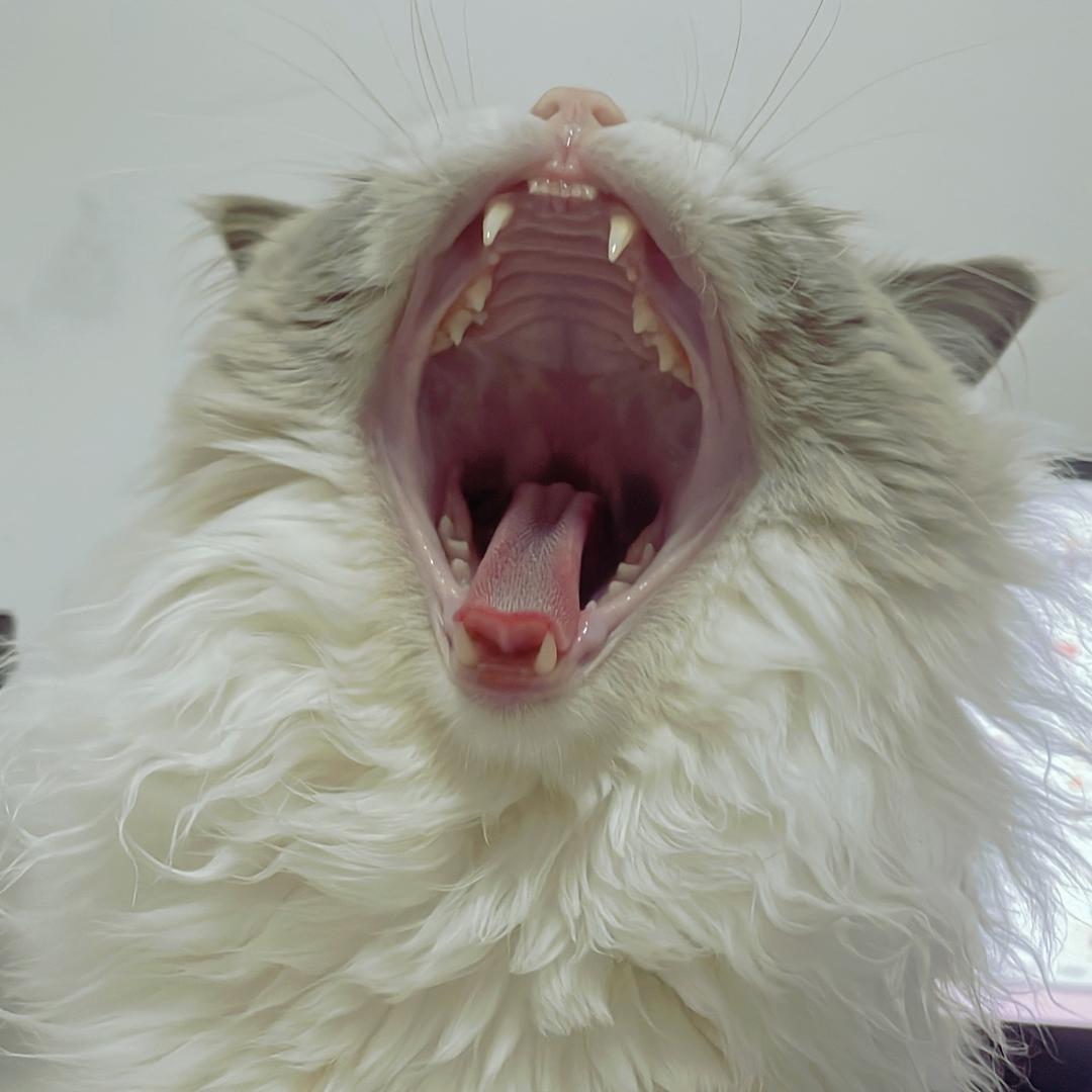 不会码字的年糕🍰