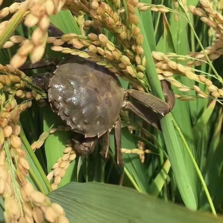 小张家盘锦稻田蟹