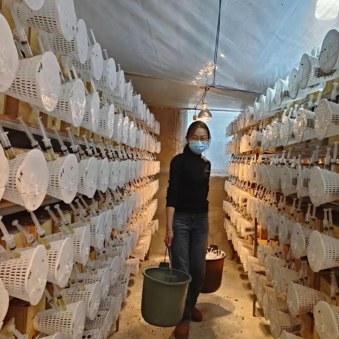 养蜂女小琴(收王了）