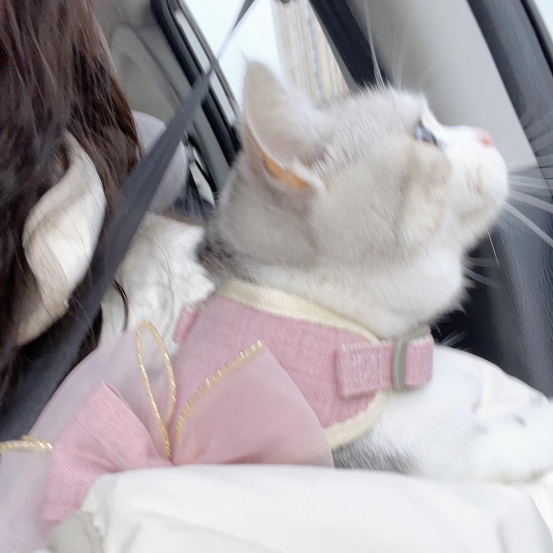 番茄猪咪小铺