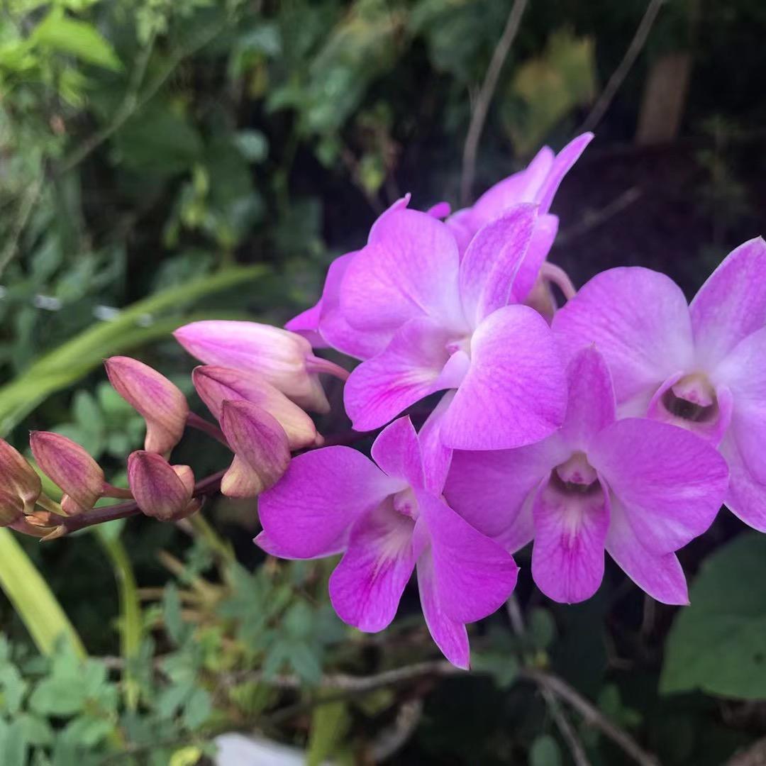 勐腊易武古贡曼松茶臻选阁