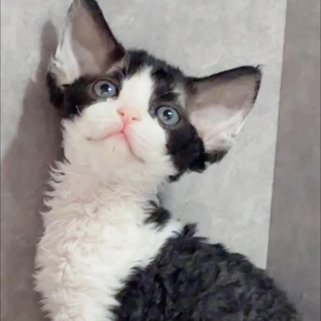 Lucky德文猫舍（买🐱看主页简介）