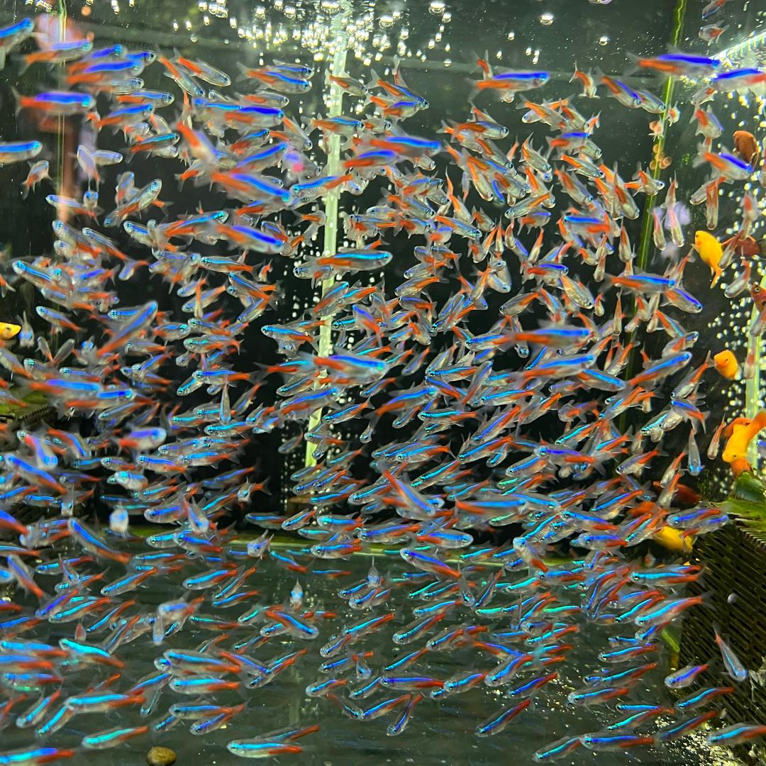 酸菜鸡
