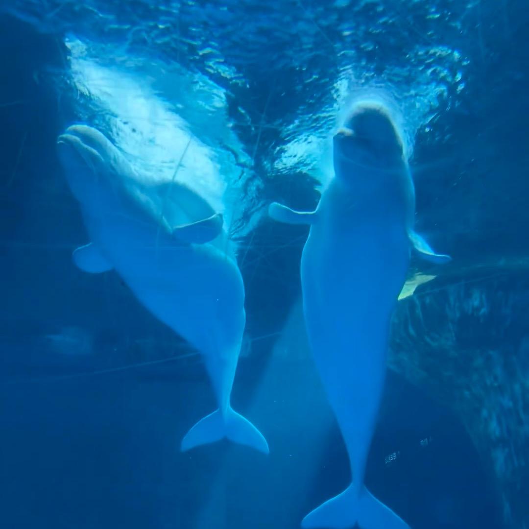 游玩导览（盼盼）