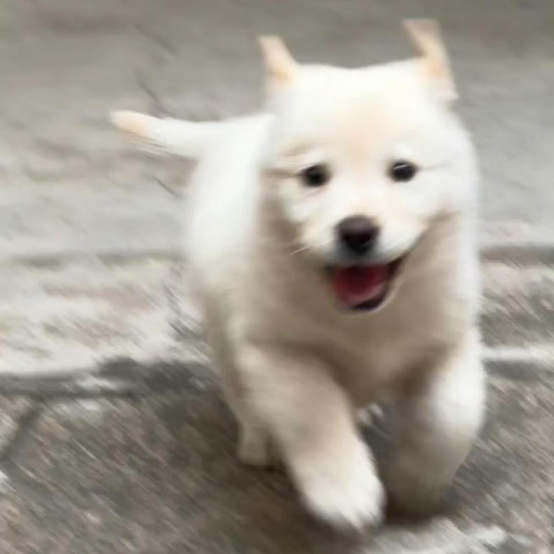 梓了个梓