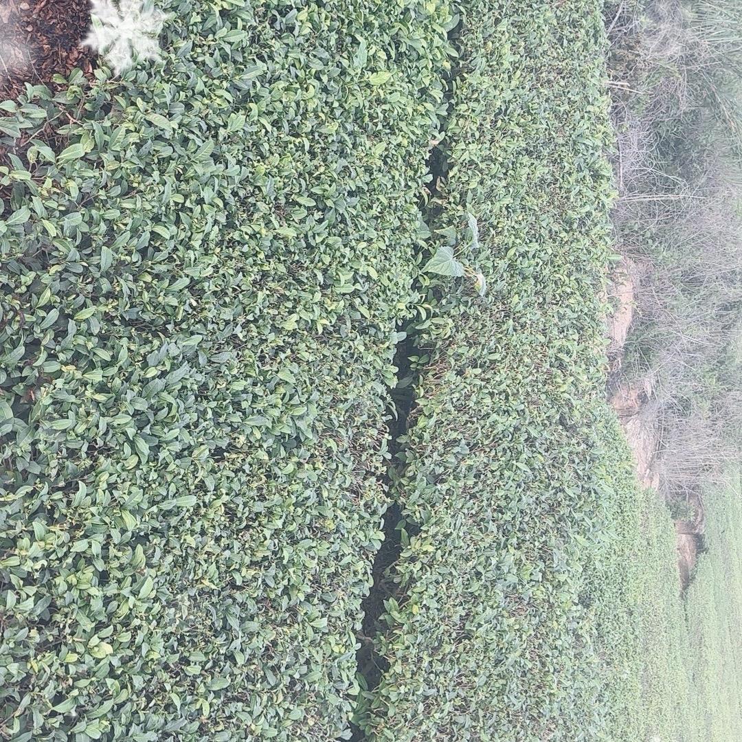 飞鸿高山茶