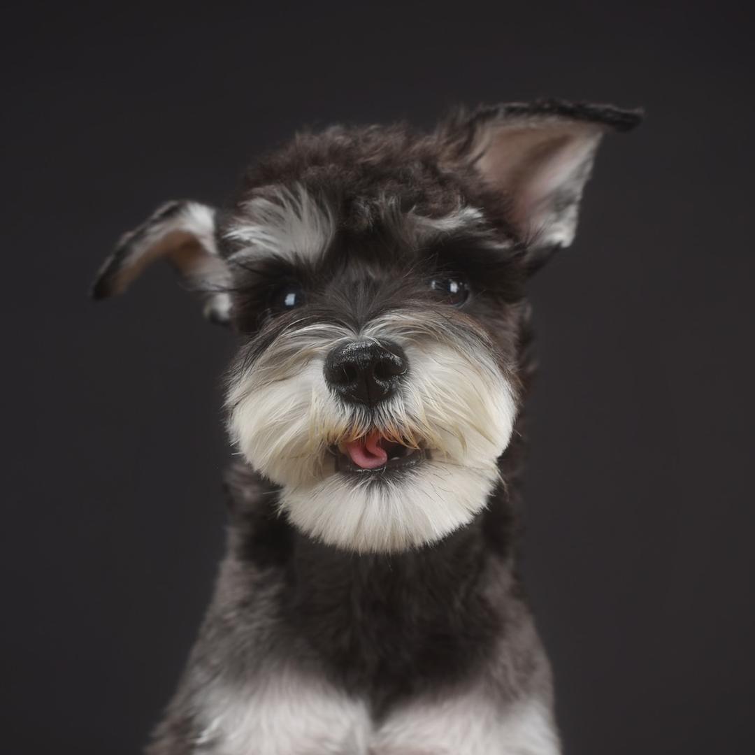 TOUCHDOG宠物用品